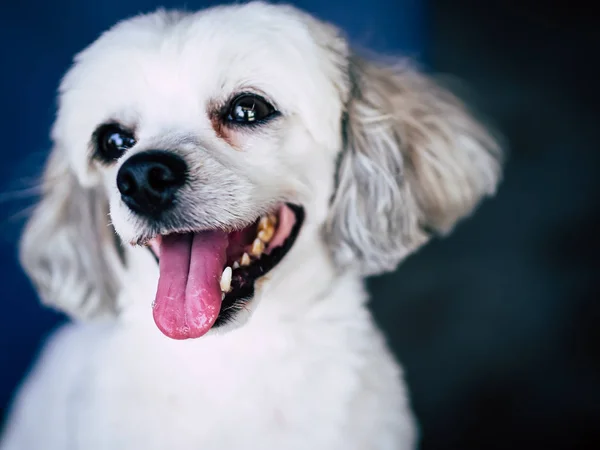 De witte hond Stockafbeelding