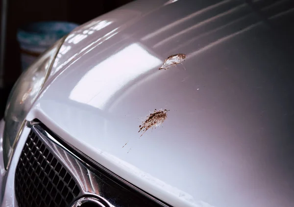 Bird droppings on the car Stock Image