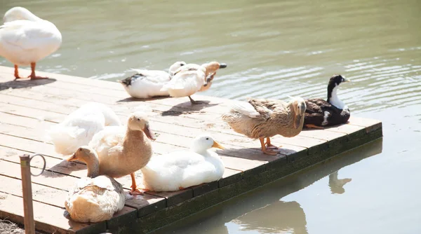 Schöne Enten See — Stockfoto