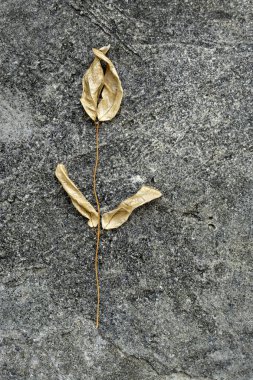 Arka plan için siyah kirli eski beton zemin üzerinde kurutulmuş kahverengi yapraklar