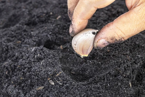 Old Age Woman Hand Planting Seed Garlic Potting Soils Family — Stock Photo, Image