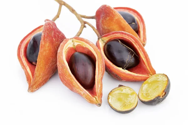 Thaise Kastanje Chinese Kastanje Zeven Zusters Fruit Wit Wetenschappelijke Naam — Stockfoto