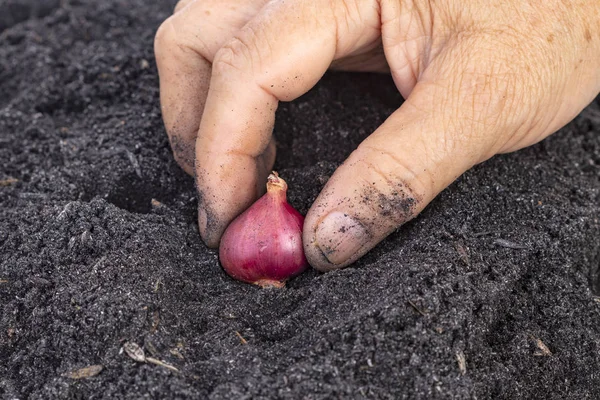 Ouderdom Vrouw Hand Zaad Sjalot Potgrond Bodems Voor Familie Tuin Rechtenvrije Stockafbeeldingen