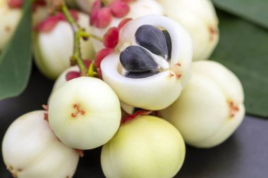 Yıldızlı kapalı - Bektaşi üzümü tohum doldu siyah plaka üzerinde bilimsel (Sauropus androgynus (L.) Merr'e.)