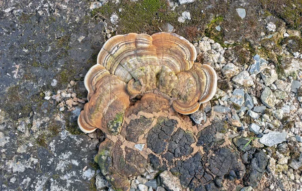Turkey tail or Polypore mushroom on ground, Scientific name is (Trametes versicolor (L.Fr.) Quel.)