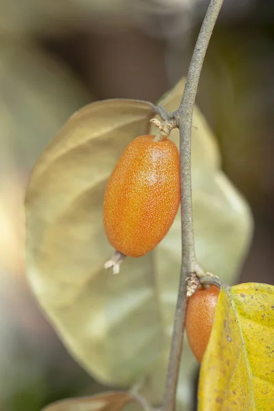 Thai Wild Olive half riped,  not ready to eat,  scientific name — Stock Photo, Image