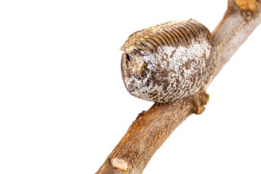 Mantid 'in kurumuş yumurta kabuğunun kapağı beyaz arka plandaki safranın kuru dalına yapışmış..