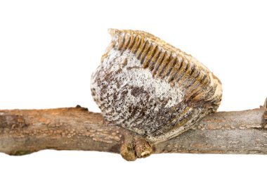 Mantid 'in kurumuş yumurta kabuğunun kapağı beyaz arka plandaki safranın kuru dalına yapışmış..