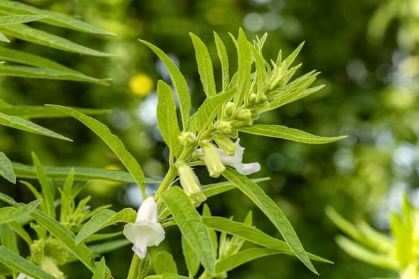 Temiz organik susam bitkisinin kapatılmış hali ve farklı boyutlarda çiçekli kapsüller yeşil bitki arka planına sahip bahçede yetişiyor.