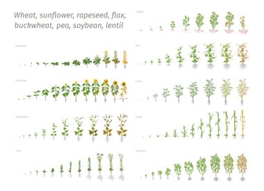 Kolza, ayçiçeği tohumu Keten buğday bezelye soya patates buğday. Bitki yetiştirme ilerleme gösterilen vektör. Büyüme aşamalarında biyoloji belirlenmesi