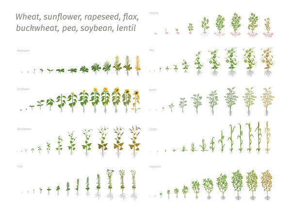 Girasole colza lino grano saraceno pisello soia patata grano. Vettore che mostra le piante in progressione. Determinazione delle fasi di crescita biologia Grafiche Vettoriali