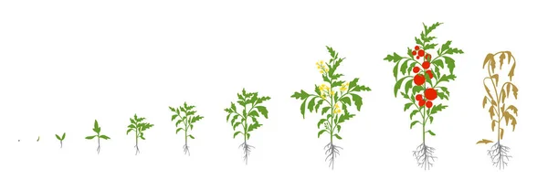 Pomidora. Ilustracja wektorowa etapy wzrostu. Lycopersicon Solanum. Dojrzewanie. Od kiełkowy krzew z owocami. Cykl życia pomidory. System korzeniowy. Szklarnie i stosowanie nawozów — Wektor stockowy