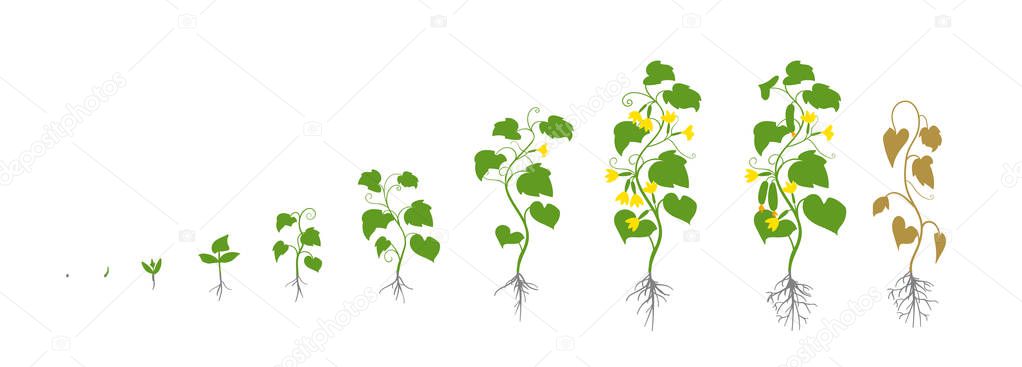 Cucumber plant. Growth stages. Vector illustration. Cucumis sativus. Ripening period. The life cycle of the cucumbers. Root system. Use fertilizers. On white background.