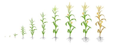 Mısır bitkisinin büyüme aşamaları. Mısır aşamaları. Vektör çizim. Zea mays. Olgunlaşma dönemi. Yaşam döngüsü. Gübre kullanın. Beyaz arka plan üzerinde.
