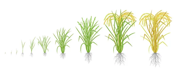 Tillväxtstadierna för ris växten. Ris öka faser. Vektorillustration. Oryza sativa. Mognande period. Livscykel. Använda gödselmedel. På vit bakgrund. — Stock vektor