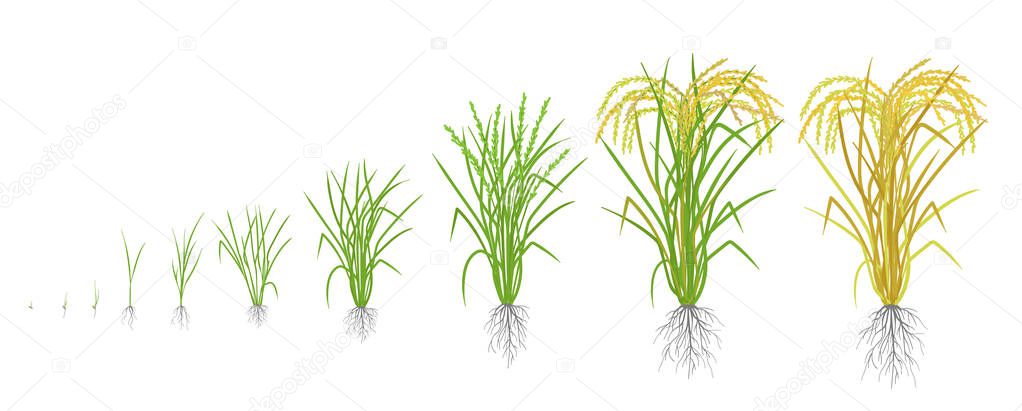 Growth stages of rice plant. Rice increase phases. Vector illustration. Oryza sativa. Ripening period. The life cycle. Use fertilizers. On white background.