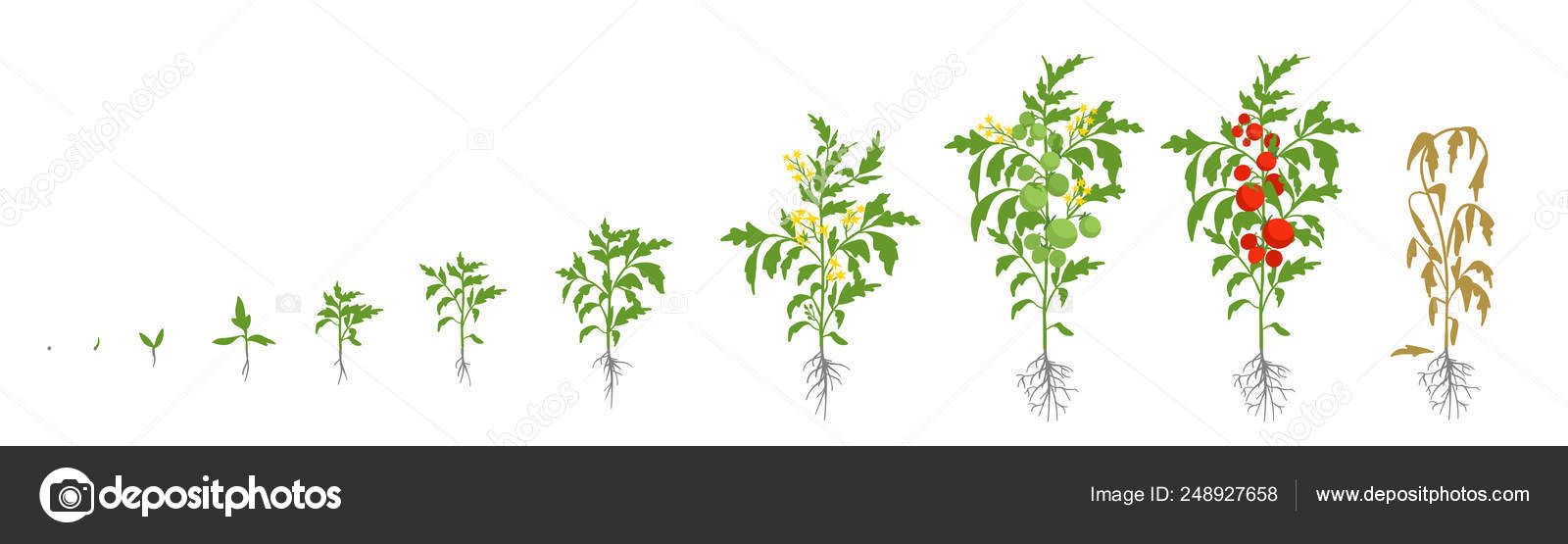 Etapas de crecimiento de la planta de tomate. Ilustración vectorial. Solanum lycopersicum