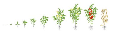 Domates bitki büyüme aşamalarında. Vektör çizim. Solanum lycopersicum. Olgunlaşma dönemi. Meyve ile bush için Filiz. Domates yaşam döngüsü. Kök sistemi. Sera ve kullanım gübreler