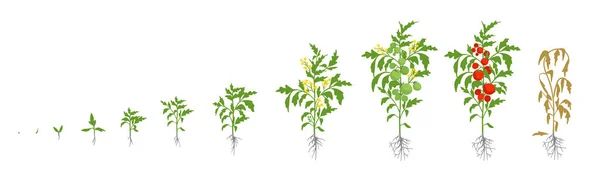 Etapas de crecimiento de la planta de tomate. Ilustración vectorial. Solanum lycopersicum. Período de maduración. De retoño a arbusto con frutas. El ciclo de vida de los tomates. Sistema radicular. Invernaderos y uso de fertilizantes — Archivo Imágenes Vectoriales