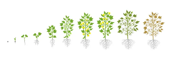 Etapas de crecimiento de la planta de algodón. Fases de aumento de planta. Ilustración vectorial. Gossypium del que se extrae algodón. Período de maduración. El ciclo de vida. Usa fertilizantes. Sobre fondo blanco . — Archivo Imágenes Vectoriales