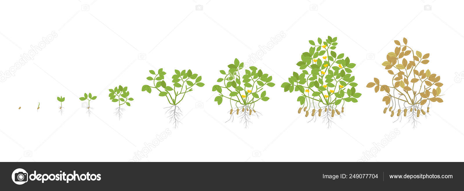 Peanut plant life cycle