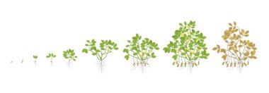Fıstık bitki büyüme aşamalarında. Fıstık artış aşamaları. Vektör çizim. Arachis hypogaea. Yaşam döngüsü. Olarak da bilinen yer fıstığı, yer fıstığı veya maymun somun. Olgunlaşma dönemi.