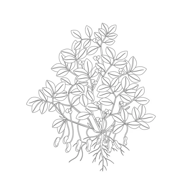 Planta de cacahuete. Planta con raíces y tubérculos flores y hojas. Legumbres nueces. Ilustración del contorno del contorno del vector. Arachis hypogaea. También conocido como el cacahuete, goober o nuez de mono . — Archivo Imágenes Vectoriales