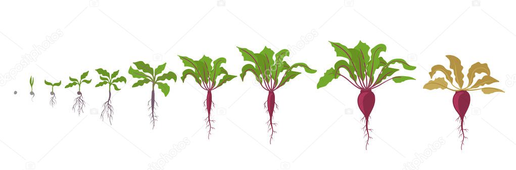 Growth stages of red beetroot plant. Vector illustration. Beta vulgaris. Taproot life cycle. On white background.