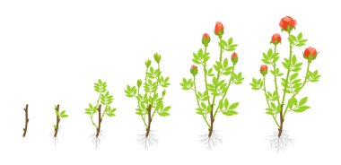 Bahçe gül bitki büyüme aşamalarında. Vektör çizim. Sürgün gelen kupürleri. Rosa abyssinica Gülgiller.