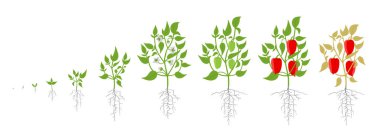 Dolmalık biber bitkisinin büyüme aşamaları. Vektör çizim. Capsicum annuum. Tatlı biber yaşam döngüsü. Beyaz arka plan üzerinde.