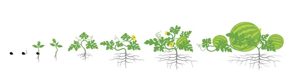 Etapy wzrostu roślin arbuz. Ilustracja wektorowa. Arbuz zwyczajny. Arbuz cyklu życia. Na białym tle. — Wektor stockowy