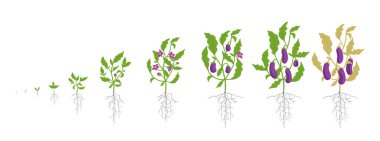 Patlıcan bitki büyüme aşamalarında. Vektör çizim. Solanum melongena. Patlıcan, brinjal yaşam döngüsü. Botanik Infographic.