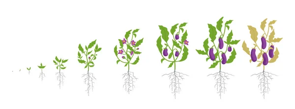 Estágios de crescimento da planta berinjela. Ilustração vetorial. Solanum melongena. Beringela, ciclo de vida brinjal. Infográfico botânico . —  Vetores de Stock