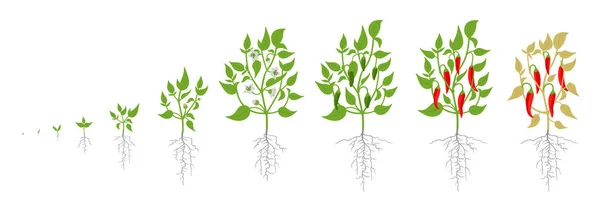 Estágios de crescimento da planta de pimenta vermelha. Ilustração vetorial. Capsicum annuum. Ciclo de vida da pimenta caiena. No fundo branco . — Vetor de Stock