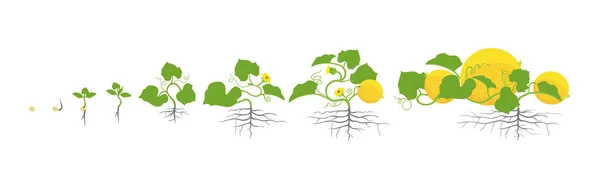 Kavun bitki büyüme aşamalarında. Vektör çizim. Cucumis melo. Karpuz kavun yaşam döngüsü. Beyaz arka plan üzerinde.