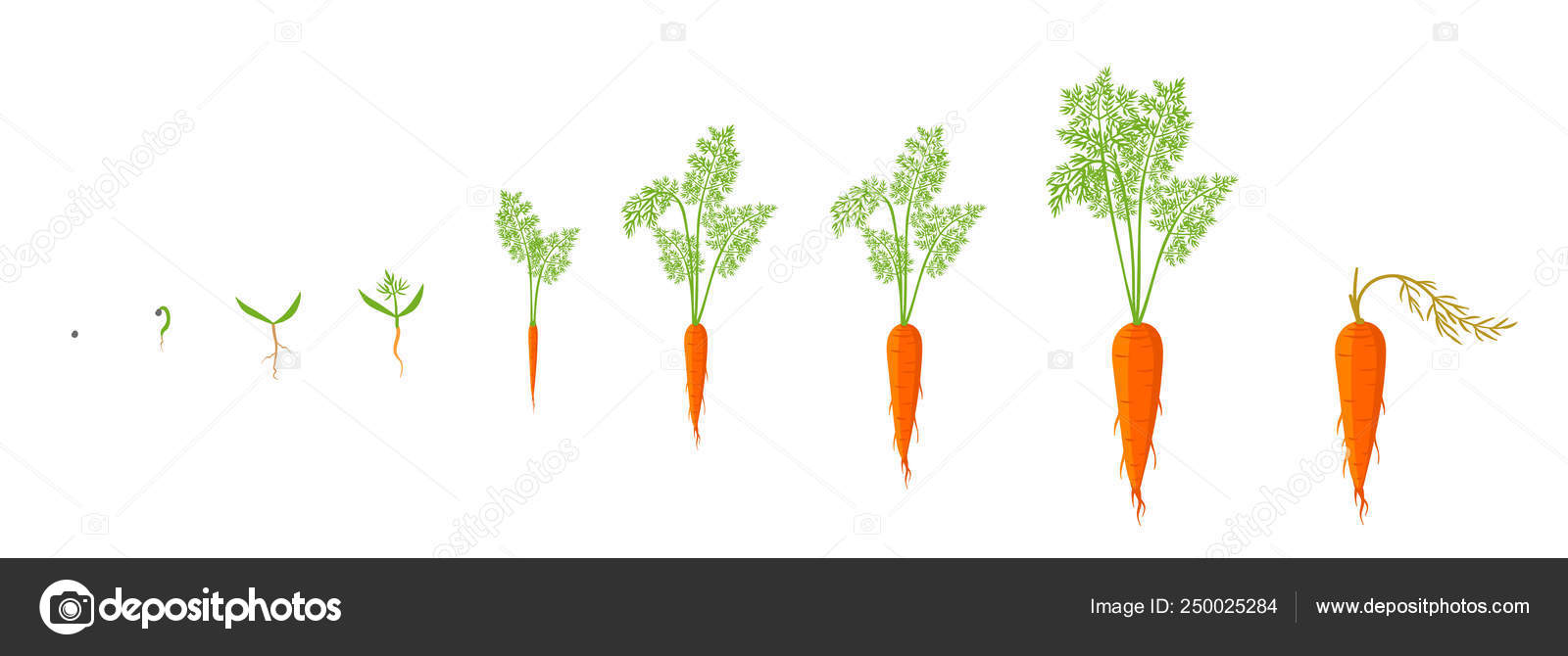 Growth stages of carrot plant. Vector illustration. Daucus carota ...