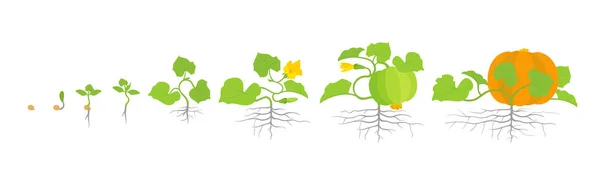 Estágios de crescimento da planta de abóbora. Ilustração vetorial. Cucurbita cucurbitaceae. Ciclo de vida da abóbora. No fundo branco . —  Vetores de Stock