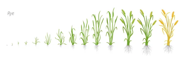 Etapy wzrostu roślin żyta. Fazy wzrostu zbóż. Ilustracja wektorowa. Secale cereale. Dojrzewanie. Cykl życia ziarna żyta. — Wektor stockowy
