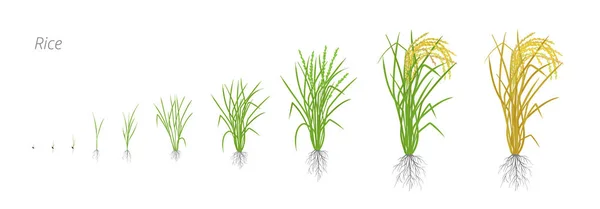 Pirinç bitki büyüme aşamalarında. Yaşam döngüsü. Pirinç artış aşamaları. Oryza sativa. Olgunlaşma dönemi. Vektör çizim.