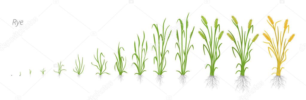 Growth stages of Rye plant. Cereal increase phases. Vector illustration. Secale cereale. Ripening period. Rye grain life cycle.