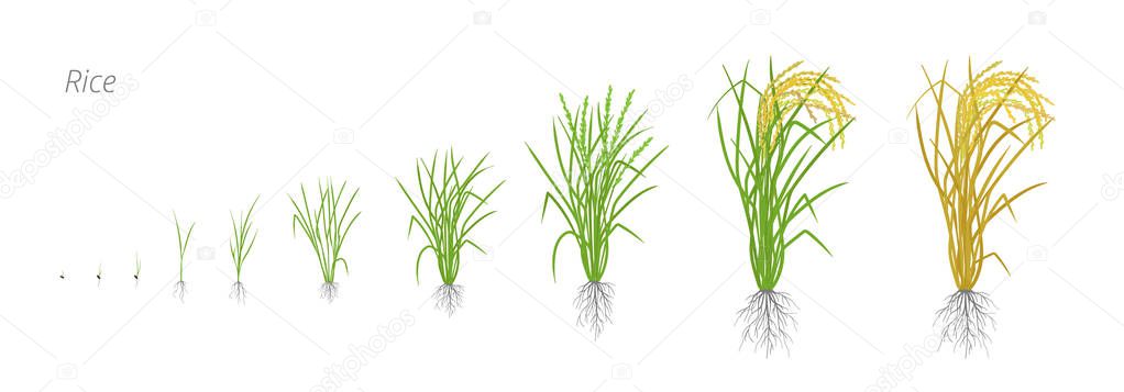 Growth stages of rice plant. The life cycle. Rice increase phases. Oryza sativa. Ripening period. Vector illustration.