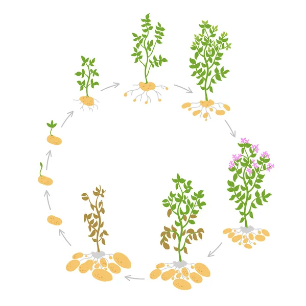 Le cycle de vie des cultures de pommes de terre. Illustration vectorielle. Plantes circulaires. Cycle de croissance des récoltes. Solanum tuberosum . — Image vectorielle