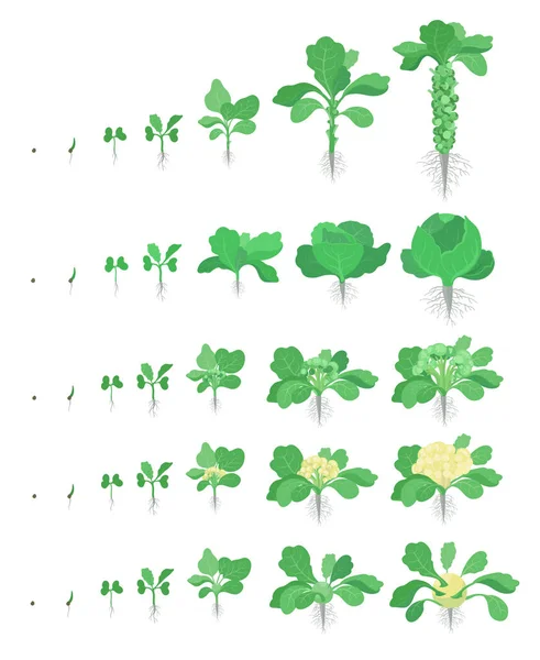 キャベツセット。ブリュッセルの芽、ブロッコリーコルラビカリフラワーの種類のキャベツ。キャベツの植物を植える作物の段階。収穫成長野菜。ブラッシカオレラセアベクトルフラットイラスト. — ストックベクタ