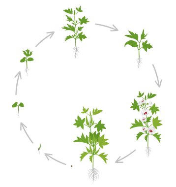 Okra 'nın yuvarlak kırpma aşamaları. Dairesel büyüyen okro bitki. Hasat büyüme sebze. Abelmoschus esculentus. Vektör düz Illustration.