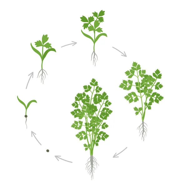 Round termés szakaszai petrezselyem. Növekvő kerti petrezselyem növény. Betakarítás növekedését. Petroselinum crispum. Vektoros lapos illusztráció. — Stock Vector