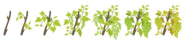 Growth stages of vine grape plant. Vineyard planting phases. Vector illustration. Vitis vinifera harvested. Ripening period. Vine life cycle. Grapes on white background. clipart