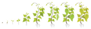 Üzüm bitkinin büyüme aşamalarını dikmek. Bağ dikimi artış aşamaları. Vitis vinifera hasat edildi. Olgunlaşma dönemi İnfografikleri. Yaşam döngüsü. Vektör Illustration.