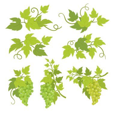 Üzüm bitki dekoratif unsurlar. Greyevines yeşil yaprakları. Vitis vinifera dekor. Vektör düz Illustration reklam. Yalıtılmış saydam arka plan şablonu.