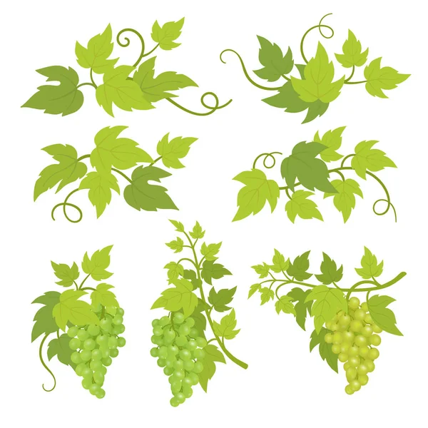 Dekorativní prvky z hroznové rostliny. Zelený listí. Dekorace Vitis vinifera. Vektorová plochá ilustrace reklama. Samostatná průhledná šablona pozadí. — Stockový vektor
