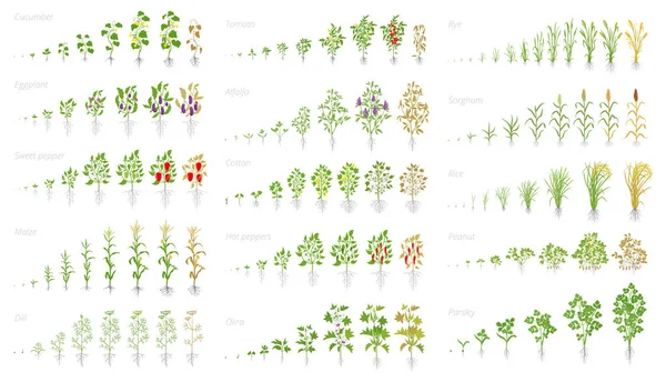 Roślina rolnicza, animacja zestawu wzrostu. Ogórek pomidorowy bakłażan papryka zboża i wiele innych. Wektor przedstawiający rozwój roślin rosnących. Etapy wzrostu sadzenia. — Wektor stockowy